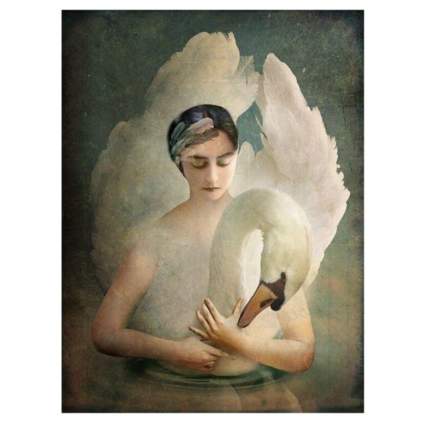 Девушка лебедь