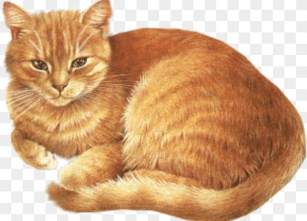 Картина кошки для детей