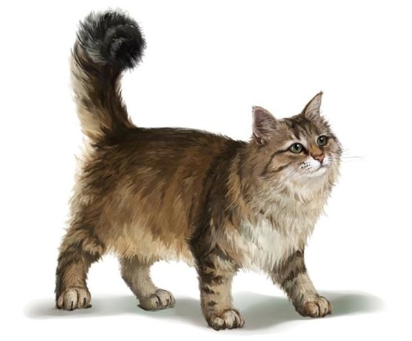 Сибирская кошка