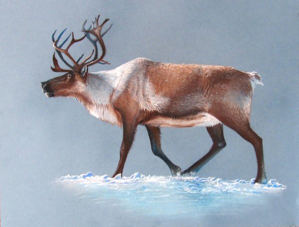 Северный олень пастелью
