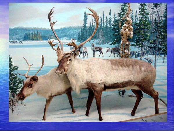 Изображение Северного оленя
