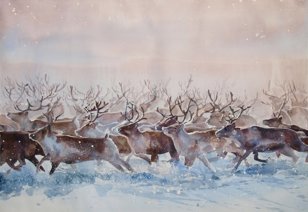 Картины «Северные олени» важенка