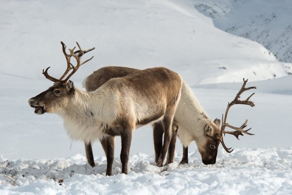 Новоземельский Северный олень