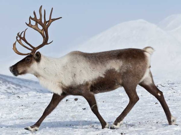 Северный олень для детей