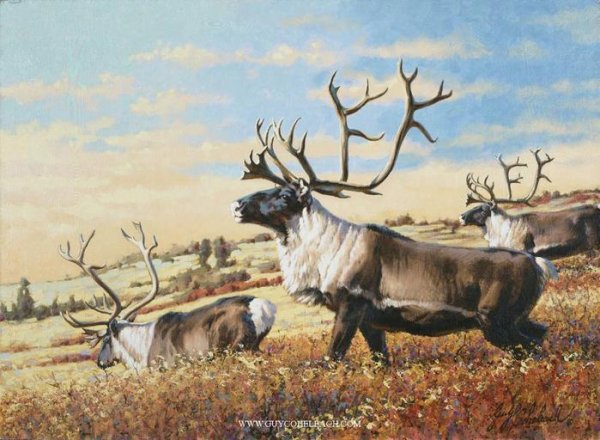 Caribou художник