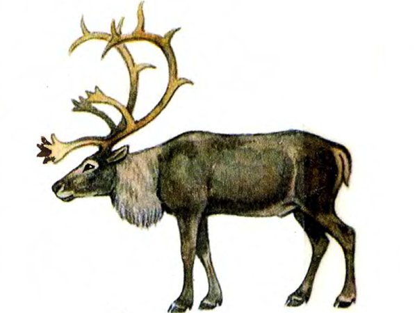 Северный олень для дошкольников