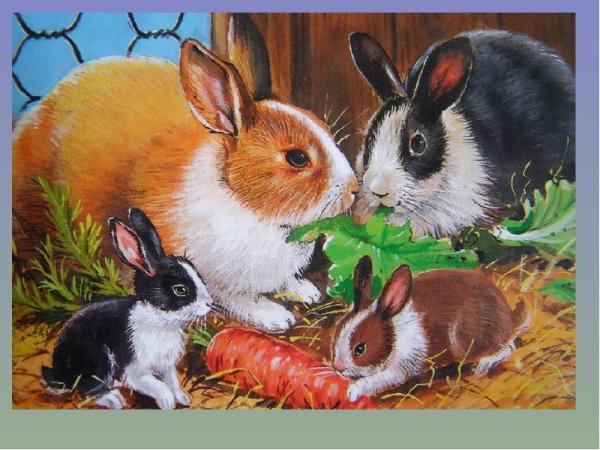 Кролик крольчиха крольчата семья