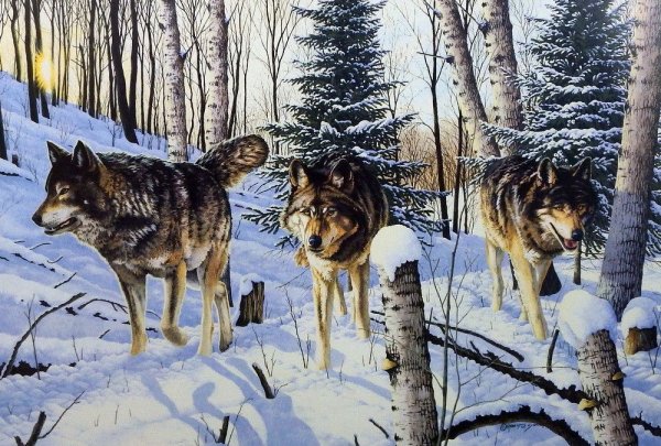 Живопись волки зимой
