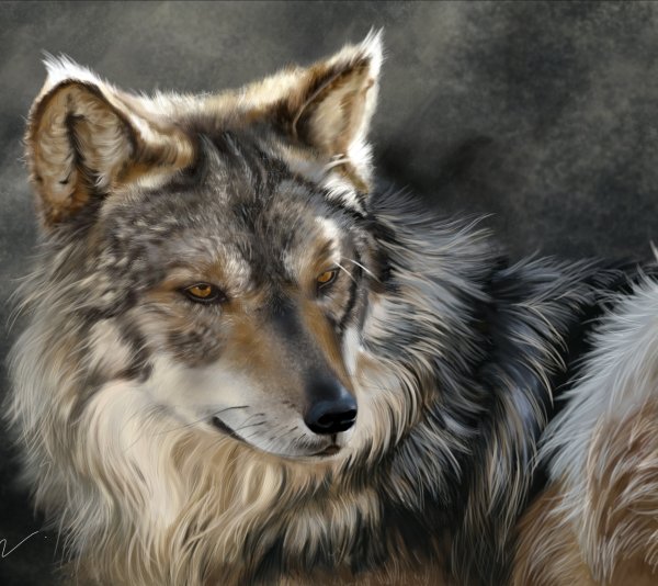 Морда волка арт