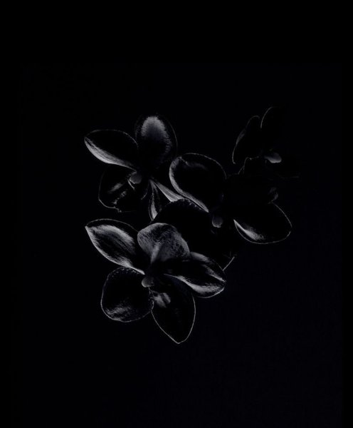 Цветы на черном фоне
