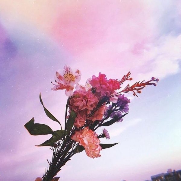 Эстетические цветы