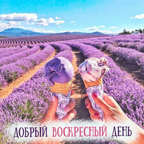 Ламбре Лавандовые поля