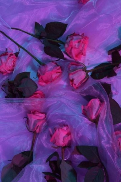 Феолеторозовая эстетиуа