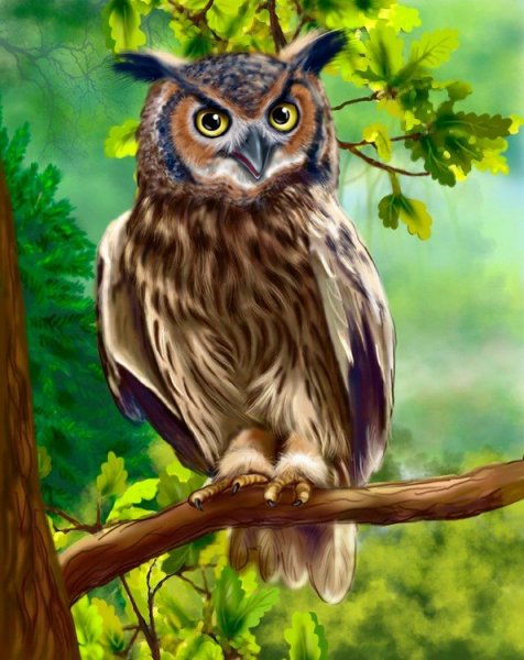 Сова на дереве