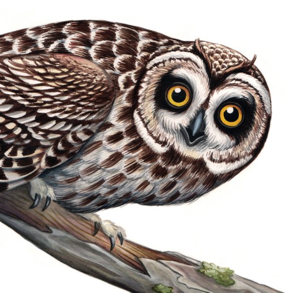 Филин рисунок