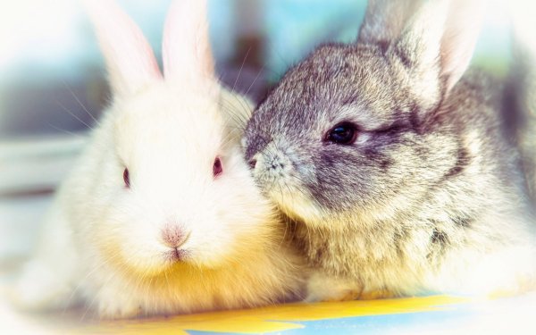 Милые крольчата