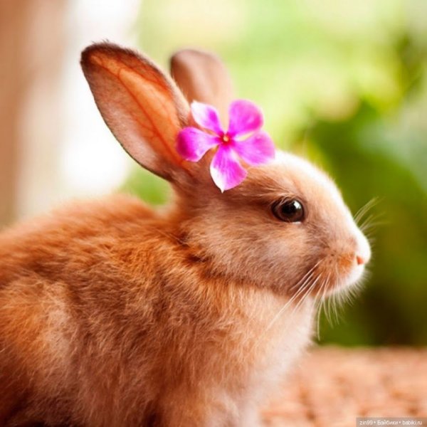 Зайки животные