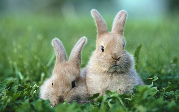 Картинки на рабочий стол кролики