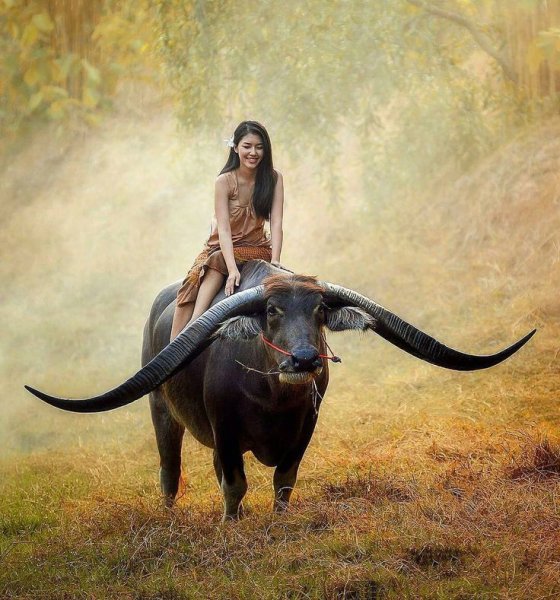 Девушка на быке