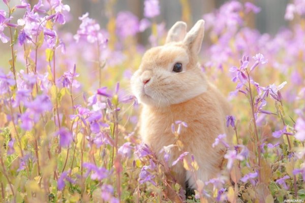 Весенний кролик