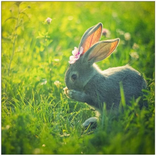 Зайчики в природе