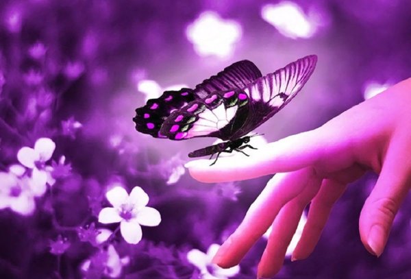 Аватар бабочка