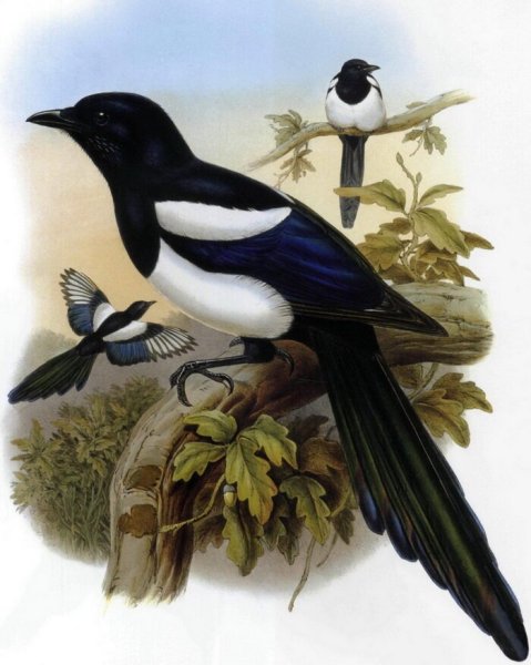 Сорока обыкновенная