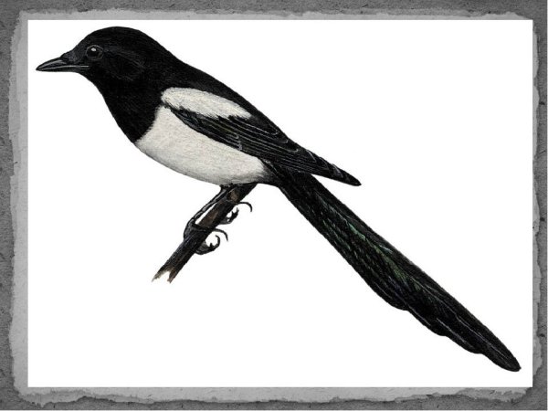 Сорока на белом фоне