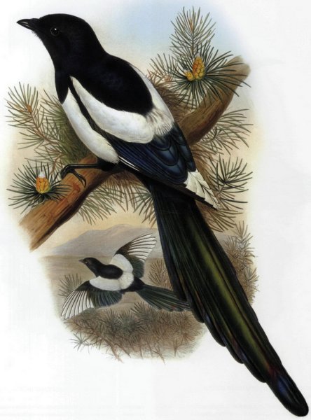 Сорока рисунок