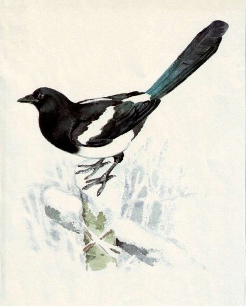 Сорока для детей