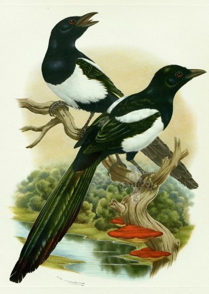 Сорока белобока птица