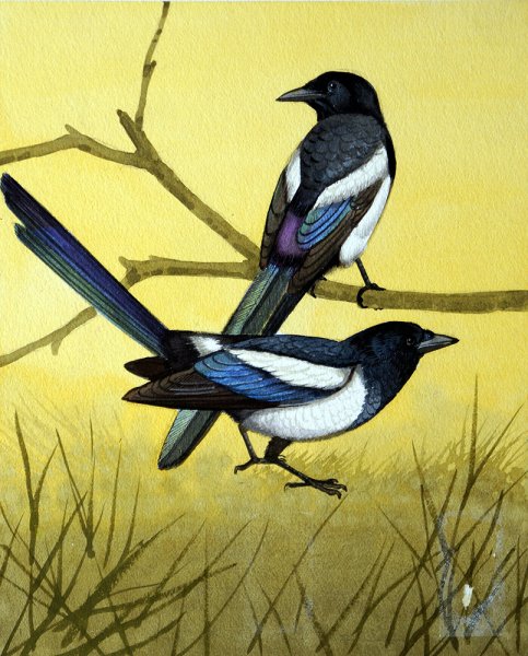 Сорока красками