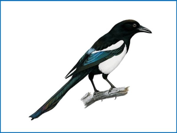 Сорока птица для детей