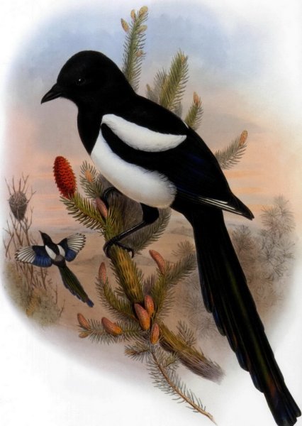 Сорока рисунок