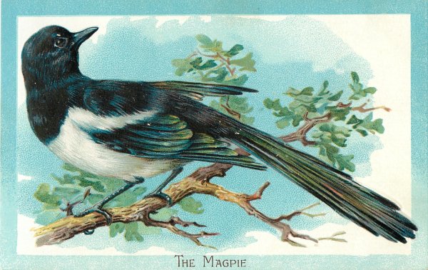 Картина сорока для детей