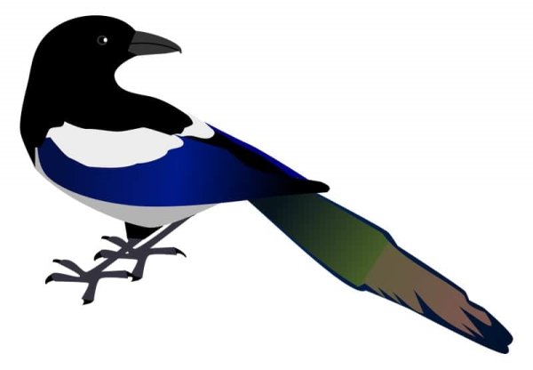 Сорока рисунок для детей