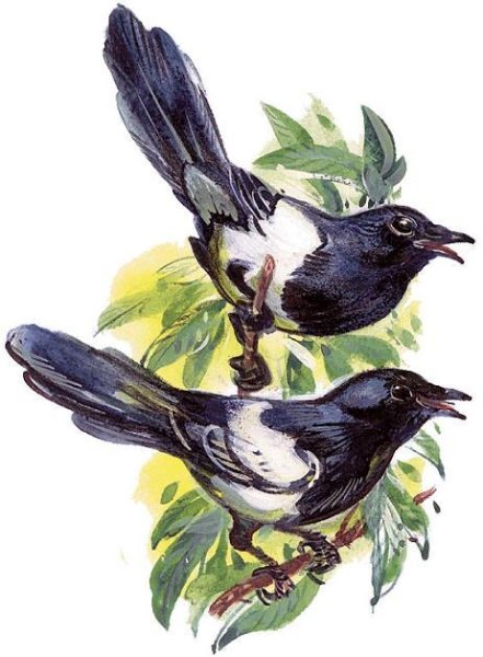 Сорока для детей