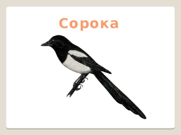 Сорока на белом фоне