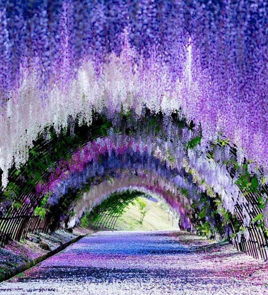 Кавати Фудзи