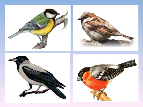 Зимующие птицы для детей