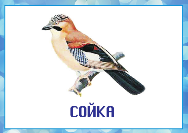 Зимующие птицы с названиями для детей