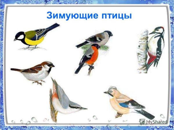 Картотека зимующих птиц для детского сада