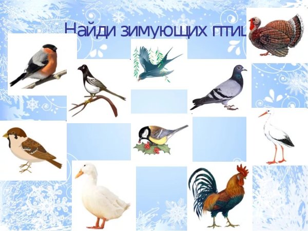 Зимующие птицы задания для детей
