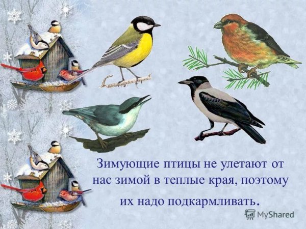 Зимующие птицы