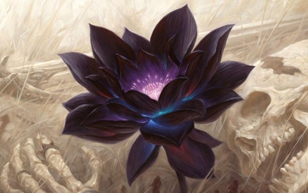 Черный Лотос Мэджик