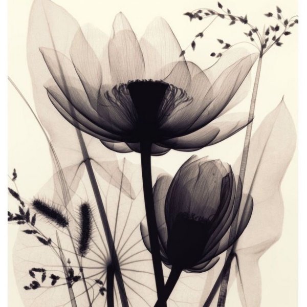 Монохромные цветы