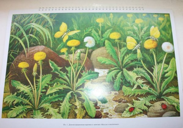 Альбом «Живая природа. В мире растений».