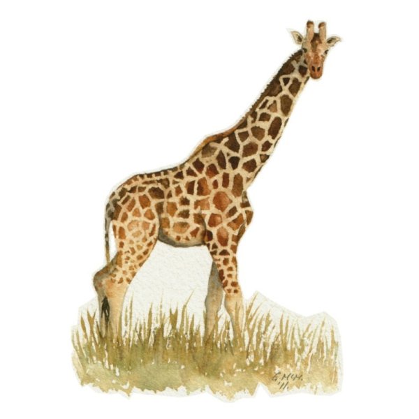 Жирафенок на белом фоне