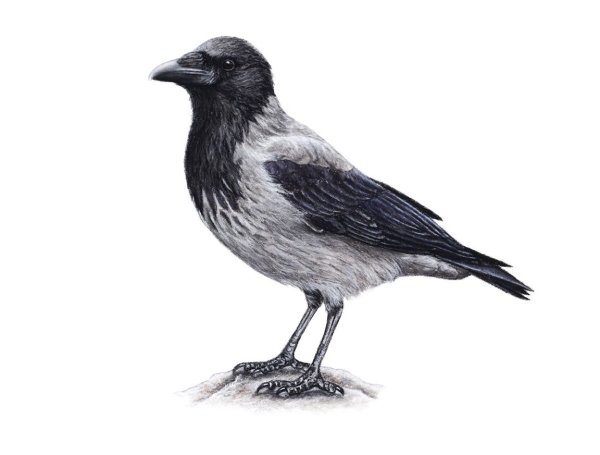 Ворона рисунок