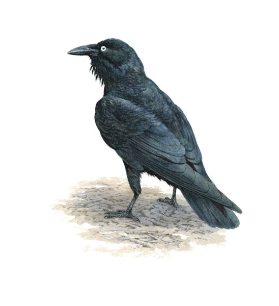 Дети вороны